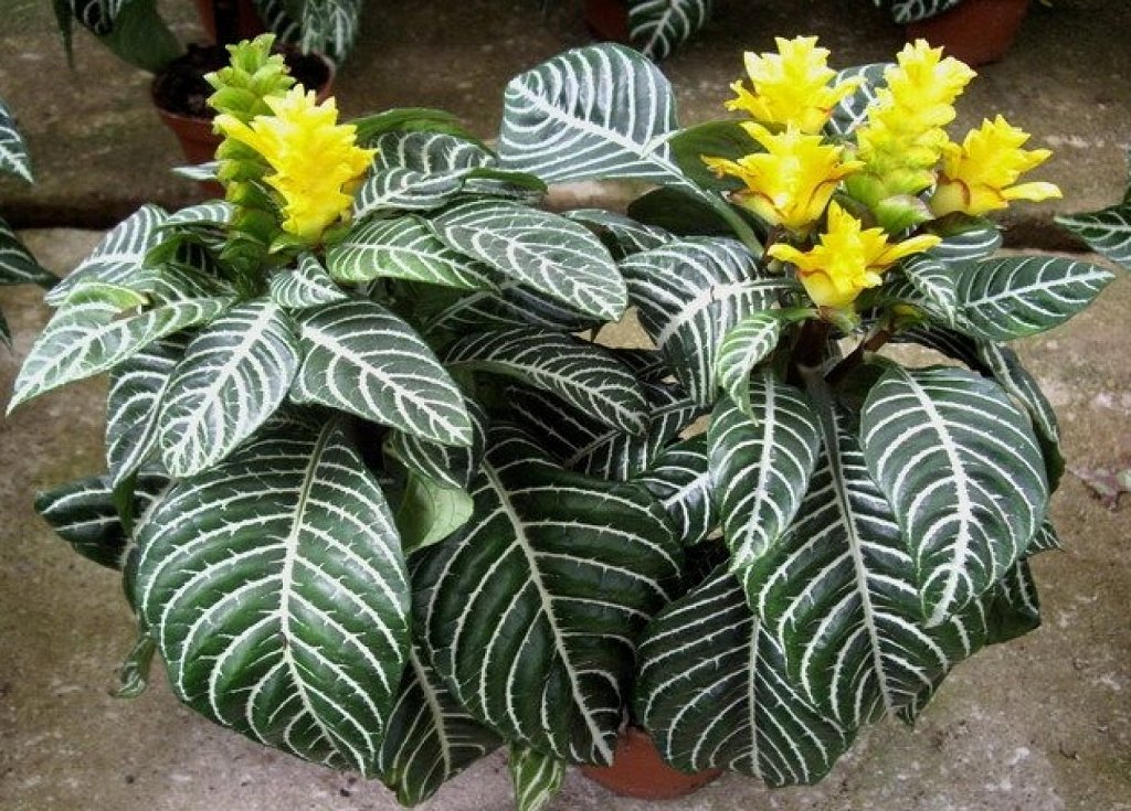 Plants &amp; Flowers » Aphelandra squarrosa