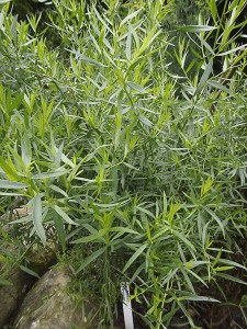 Artemisia dracunculus var. sativa