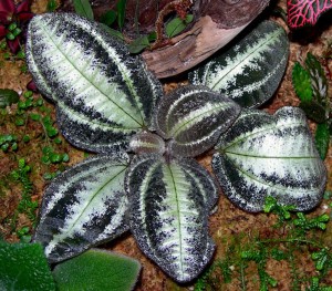 Bertolonia marmorata