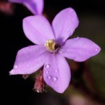 Bertolonia marmorata flower