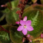 Bertolonia marmorata flower 