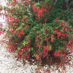 Fuchsia magellanica