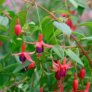 Fuchsia magellanica