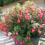 Fuchsia magellanica