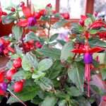 Fuchsia magellanica 