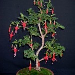 Fuchsia magellanica bonsai