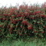 Fuchsia magellanica hedge