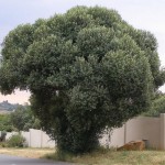 Olea europaea 