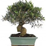 <i>Olea europaea</i> bonsai