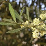 <i>Olea europaea</i> flowers