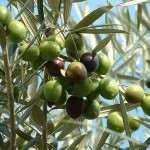 <i>Olea europaea</i> fruit