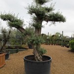 <i>Olea europaea</i> in container