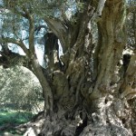 <i>Olea europaea</i> - old tree trunk