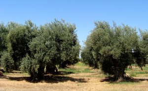 Olea europaea orchard