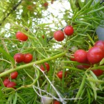 Asparagus densiflorus berries