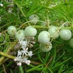 Asparagus densiflorus - flowers & berries