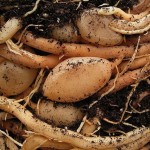 Asparagus densiflorus roots