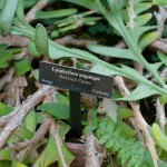 Epiphyllum anguliger stems