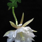Epiphyllum anguliger flower