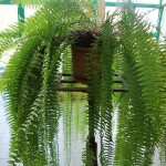 Nephrolepis exaltata