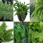 Nephrolepis exaltata varieties