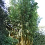 Phyllostachys aurea