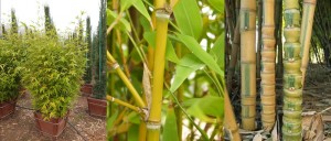 Phyllostachys aurea