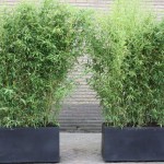Phyllostachys aurea containers