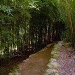 Phyllostachys aurea grove