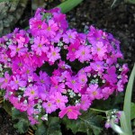 Primula malacoides