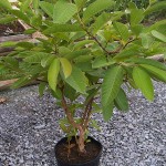 Psidium guajava