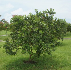 Psidium guajava