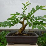 Psidium guajava bonsai