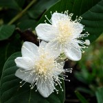 Psidium guajava flower