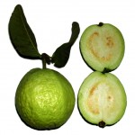 Psidium guajava fruit