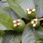 Psidium guajava