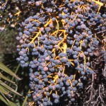 Trachycarpus fortunei fruits