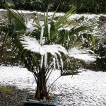 Trachycarpus fortunei in winter