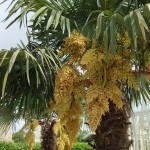 Trachycarpus fortunei inflorescence