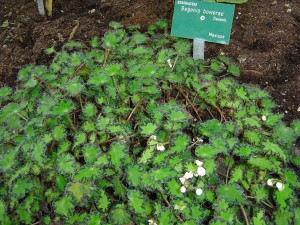 Begonia bowerae