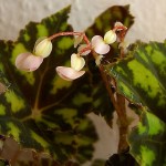 Begonia bowerae - female flowers