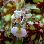 Begonia bowerae - male flowers