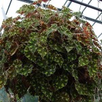 Begonia boweri Tiger