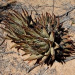 Haworthia pumila