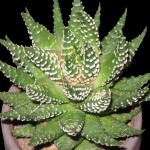 Haworthia pumila