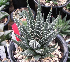 Haworthia pumila