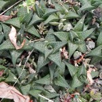 Haworthia venosa subsp. tessellata