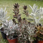 Kalanchoe tomentosa - varieties