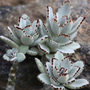 Kalanchoe tomentosa