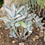 Kalanchoe tomentosa